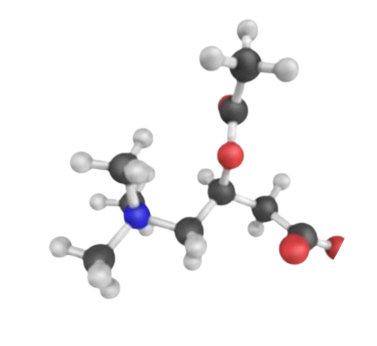 Acetyl L-Carnitine