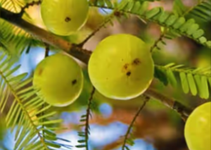 Amla-Indian-Gooseberry