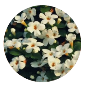 Bacopa monnieri