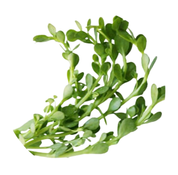 Bacopa