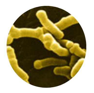 Bidifobacterium Longum