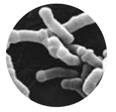 Bifidobacterium Bifidum