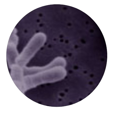 Bifidobacterium Infantis