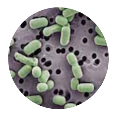 Bifidobacterium Lactis