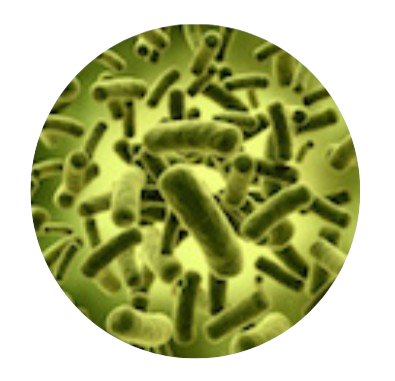 Bifidobacterium Lactis