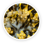 Bladderwrack Powder