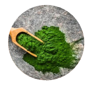 Chlorella