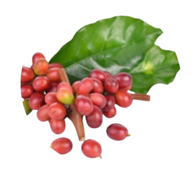 Coffee Fruit