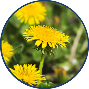 Dandelion Extract Ingr