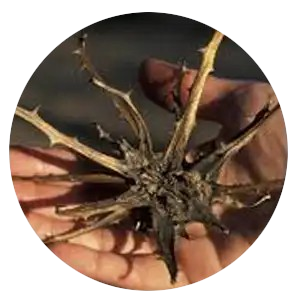 Devil’s Claw Extract