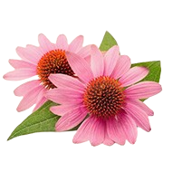 Echinacea