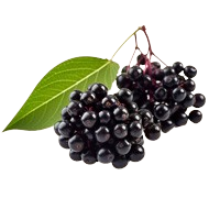 Elderberry fruit extract