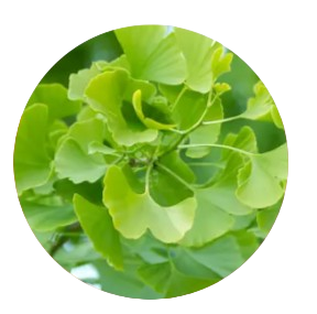 Ginkgo Biloba