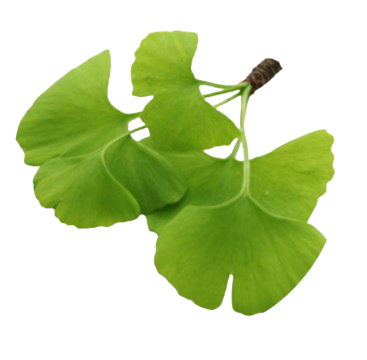 Ginkgo biloba 