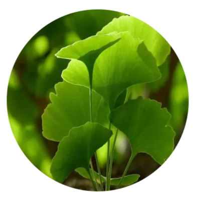 Ginkgo biloba extract