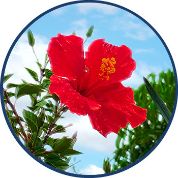 Hibiscus Extract Ingr