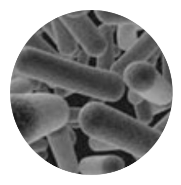 Lactobacillus Helveticus