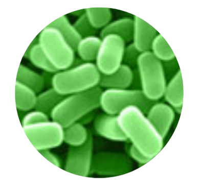 Lactobacillus Plantarum