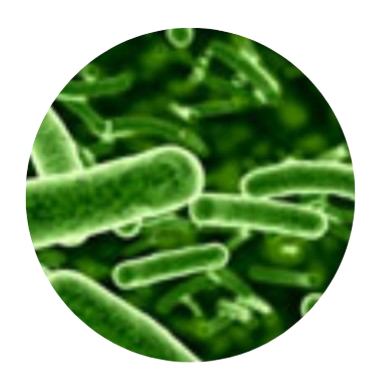 Lactobacillus Rhamnosus