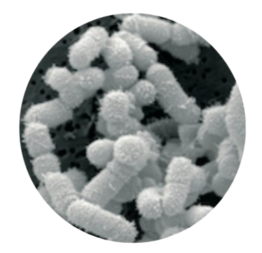 Lactobacillus Sakei