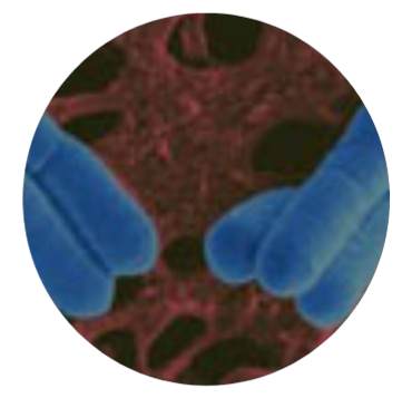 Lactobacillus Salivarius