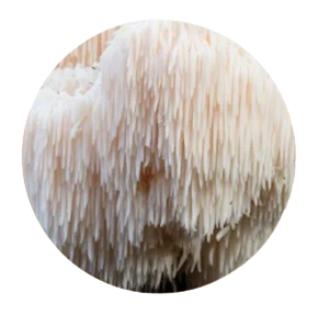 Lion’s Mane Mushroom