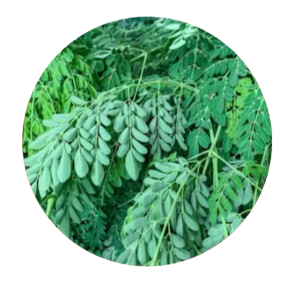 Moringa