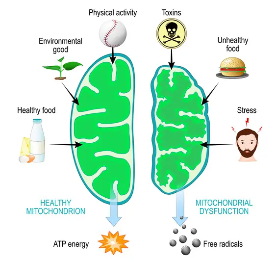 Neuro Thrive benefits