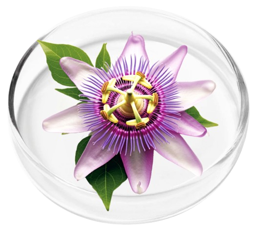 Passion Flower 