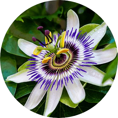 Passion Flower Powder