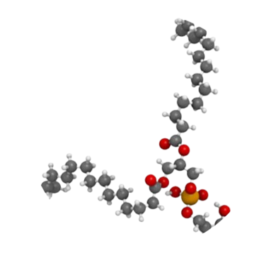 Phosphatidylserine