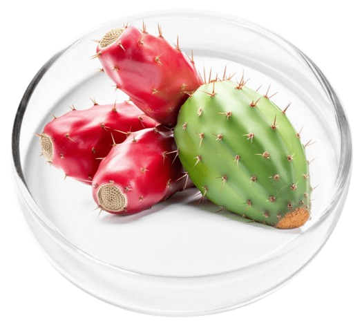 Prickly Pear