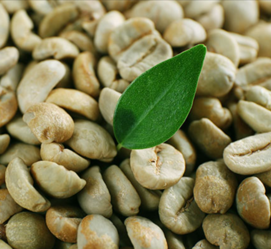 Raw Green Coffee Bean Extract Ingr