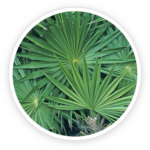 Saw Palmetto