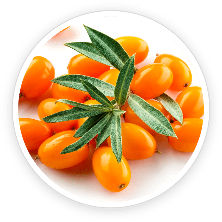 Sea Buckthorn