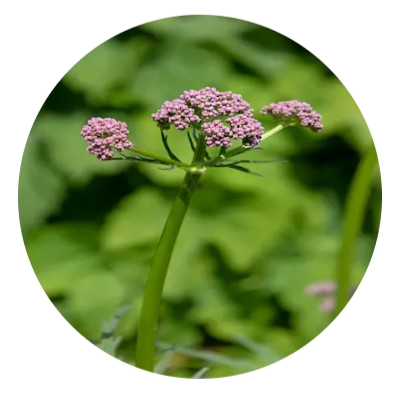 Valerian Extract