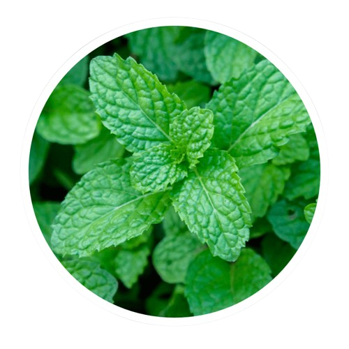 Wild Mint