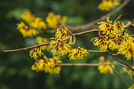 Witch hazel