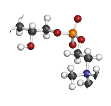 glycero-phosphocholine