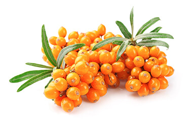 sea-buckthorn