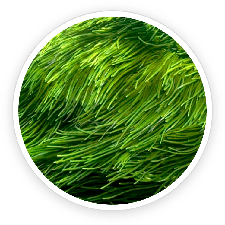 spirulina